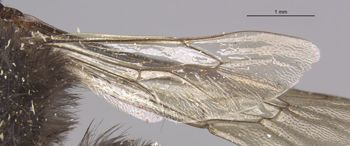Media type: image;   Entomology 16205 Aspect: Wing hind